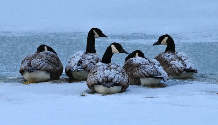 canada-geese-skeeze-pixaaby