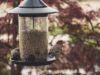Observez plus de 20 espèces d’oiseaux sur le circuit de mangeoires à oiseaux du Mont-Royal en hiver