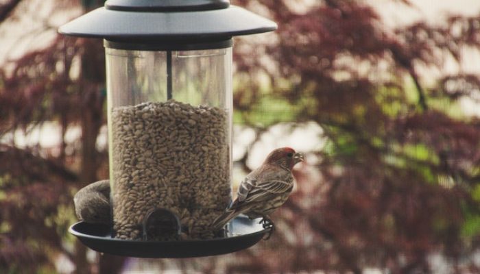 mangeoires-d’oiseaux-Photo: Brett Sayles / Pexels