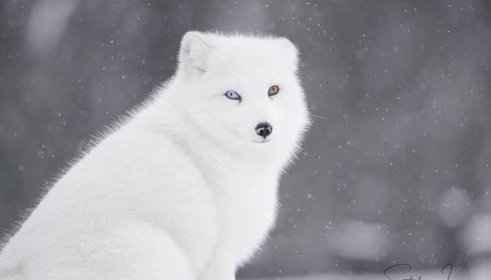 artic-fox-stafano-laniro-photography