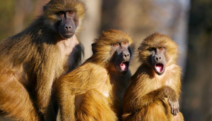 trois singes côte à côte-avec-des-expressions-aciales-choquées