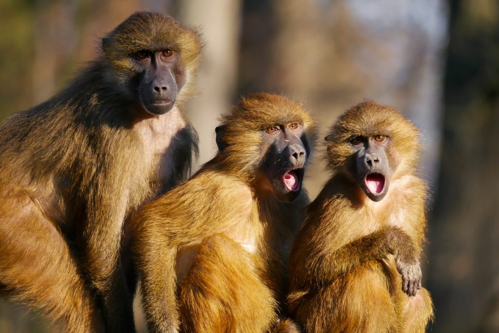 trois singes côte à côte-avec-des-expressions-aciales-choquées