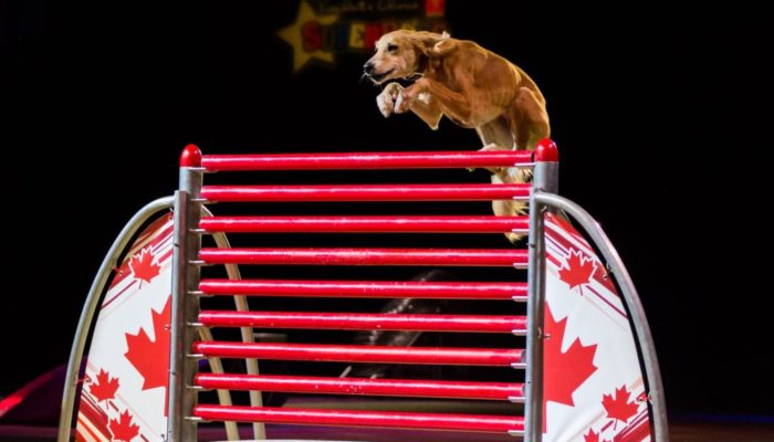 chien-brun-sautant-par-dessus-obstacle-au-SuperDogs