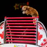 Les SuperDogs sont de retour en ville